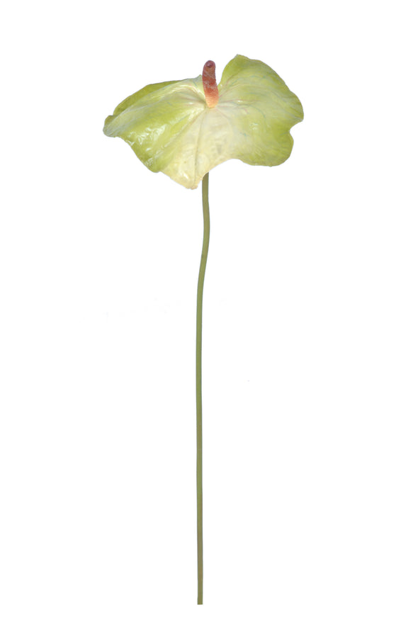 ANTHIRIUM GREEN 78CM - 7232GR (Box of 12)