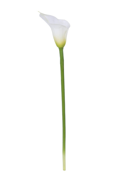 CALLA LILY WHITE 90CM - 7243 (Box of 12)