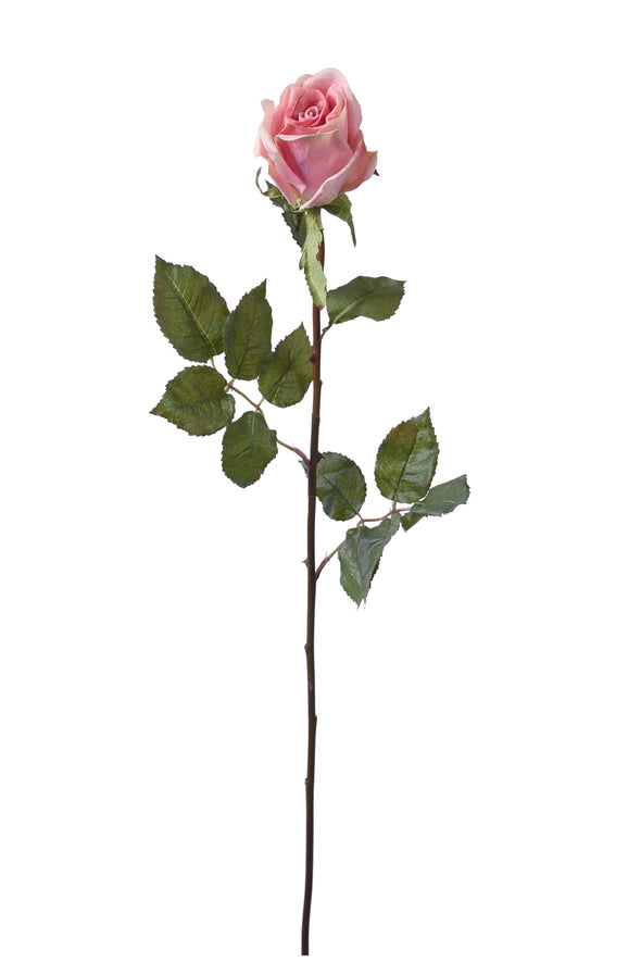 TEA ROSE BLOOMING PINK 68CM - 7245 (Box of 12)