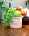 KEW SET OF 4 ROUND HERB POT PASTEL PINK - 4327PPK (Box of 1 set)