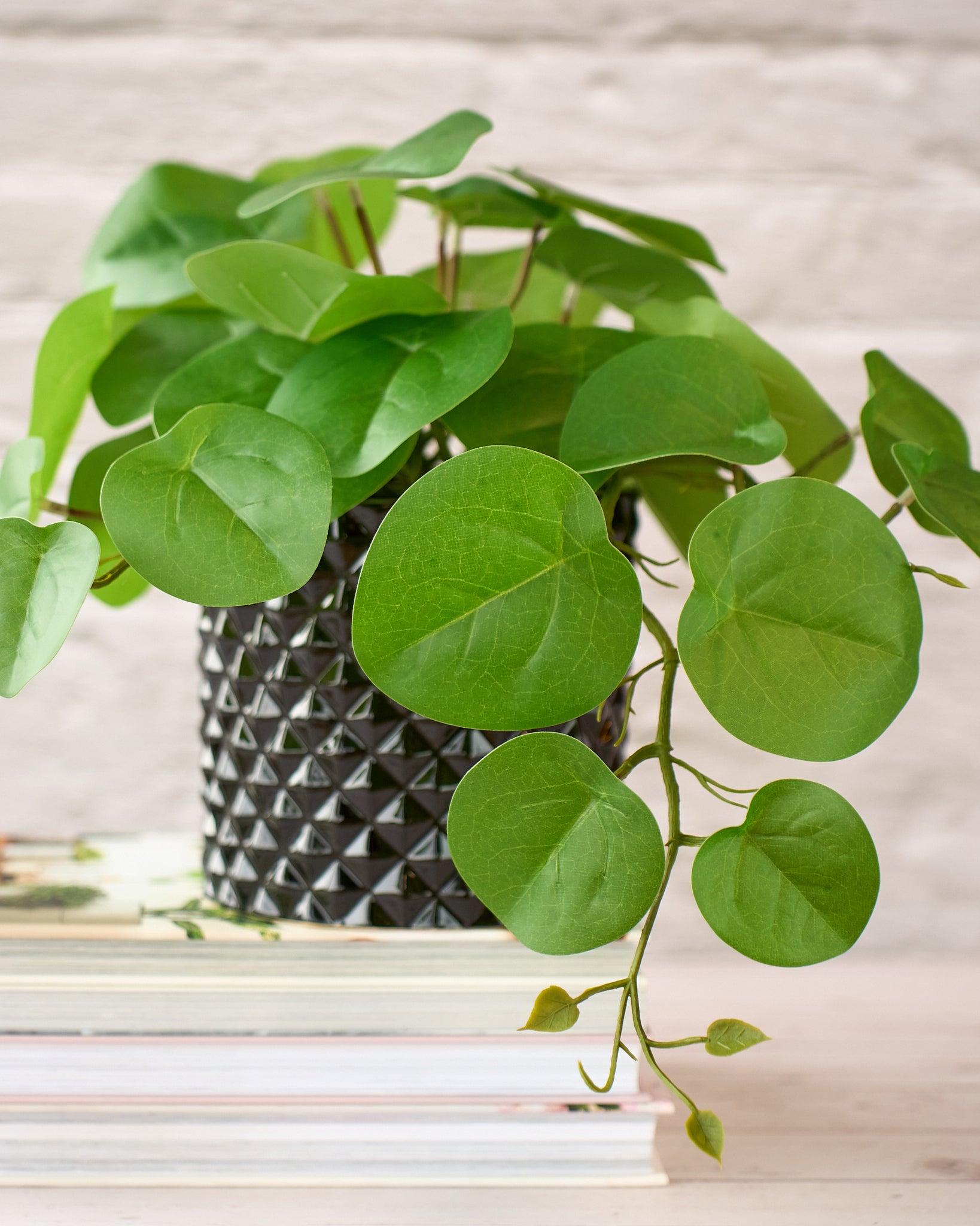 pilea plant hanging PILEA HANGING POT GREEN 23CM
