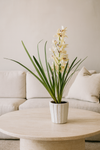 CYMBIDIUM ORCHID POTTED WHITE 60CM - 7259 (Box of 1)