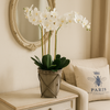 PHALAENOPSIS ORCHID POTTED WHITE 39X118CM - 7261 (Box of 1)