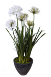 AGAPANTHUS POTTED WHITE 95X118CM - 7251WH (Box of 1)
