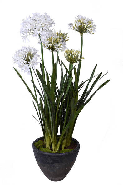 AGAPANTHUS POTTED WHITE 95X118CM - 7251WH (Box of 1)