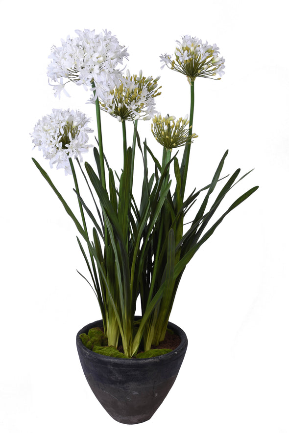 AGAPANTHUS POTTED WHITE 95X118CM - 7251WH (Box of 1)