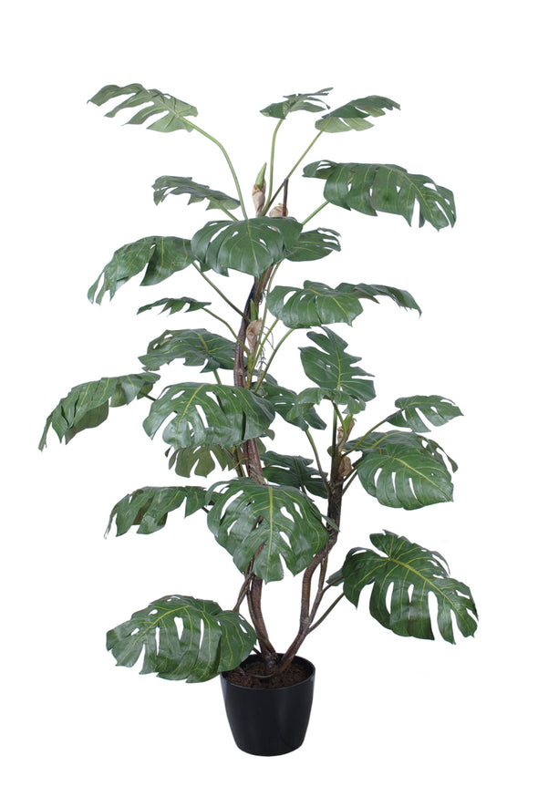 SPLIT PHILO POTTED  115X215CM - 7286 (Box of 1)