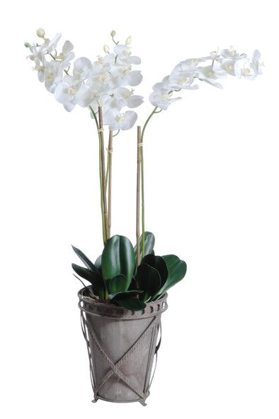 PHALAENOPSIS ORCHID POTTED WHITE 39X118CM - 7261 (Box of 1)