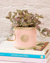 FITTONIA IN POT PINK 16CM - 7111 (Box of 6)