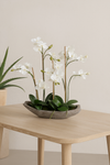 PHALAENOPSIS ORCHID POTTED 58X71CM - 7272 (Box of 1)
