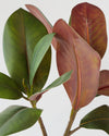 MAGNOLIA LEAF SPRAY 12LVS GRN 65CM - 6555 (Box of 12)