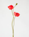 POPPY SPRAY x2 FLOWERS WITH BUD RED 75CM - 5260RD (Box of 24)