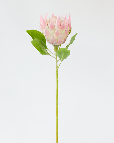 KING PROTEA STEM PINK CREAM 70CM - 6088PKCR (Box of 12)