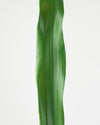 BIRDS NEST LEAF EXTRA LARGE 87.5CM - 6454 (Box of 12)