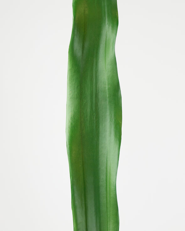 BIRDS NEST LEAF EXTRA LARGE 87.5CM - 6454 (Box of 12)