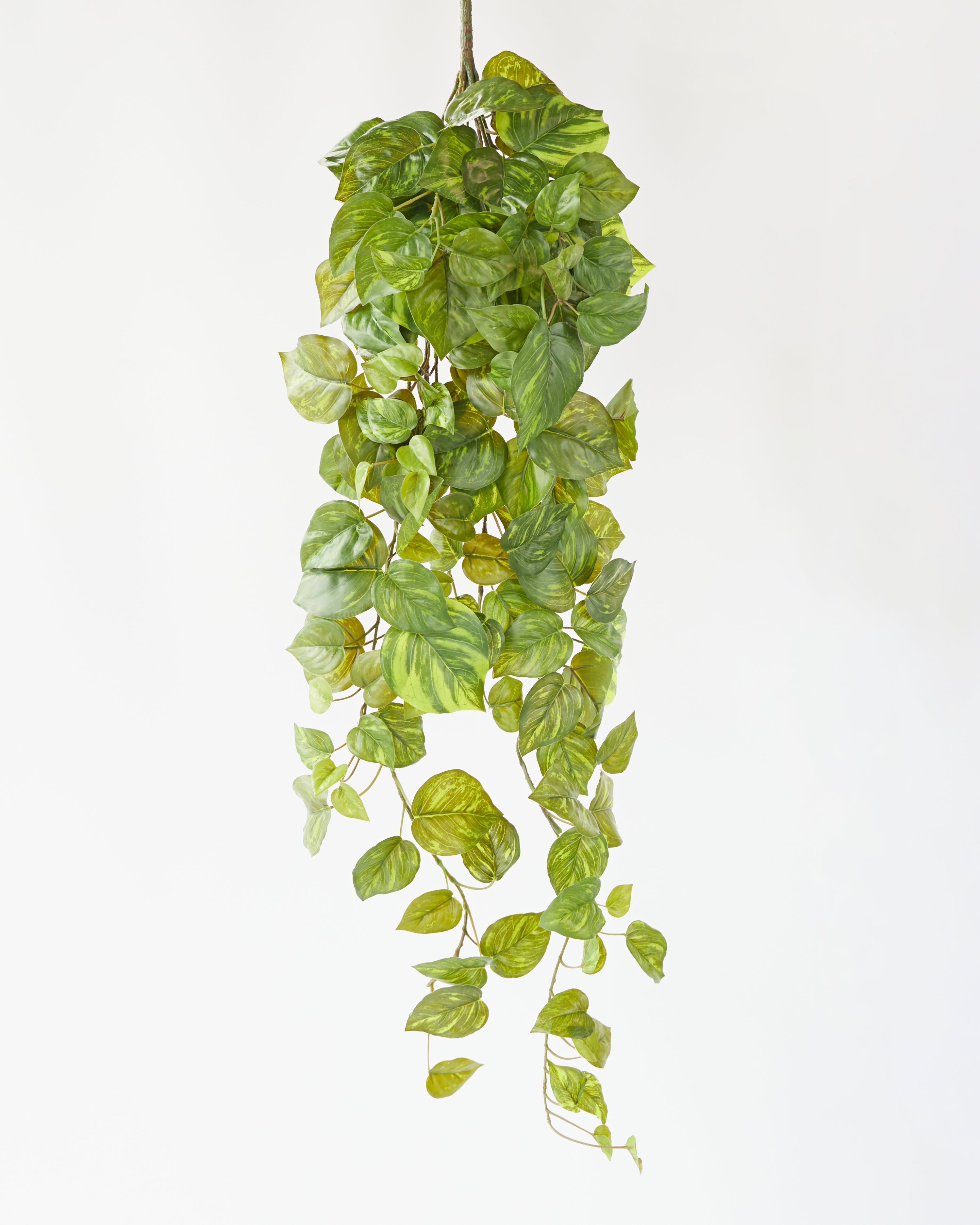 pothos hanging bush POTHOS HANGING BUSH 97CM