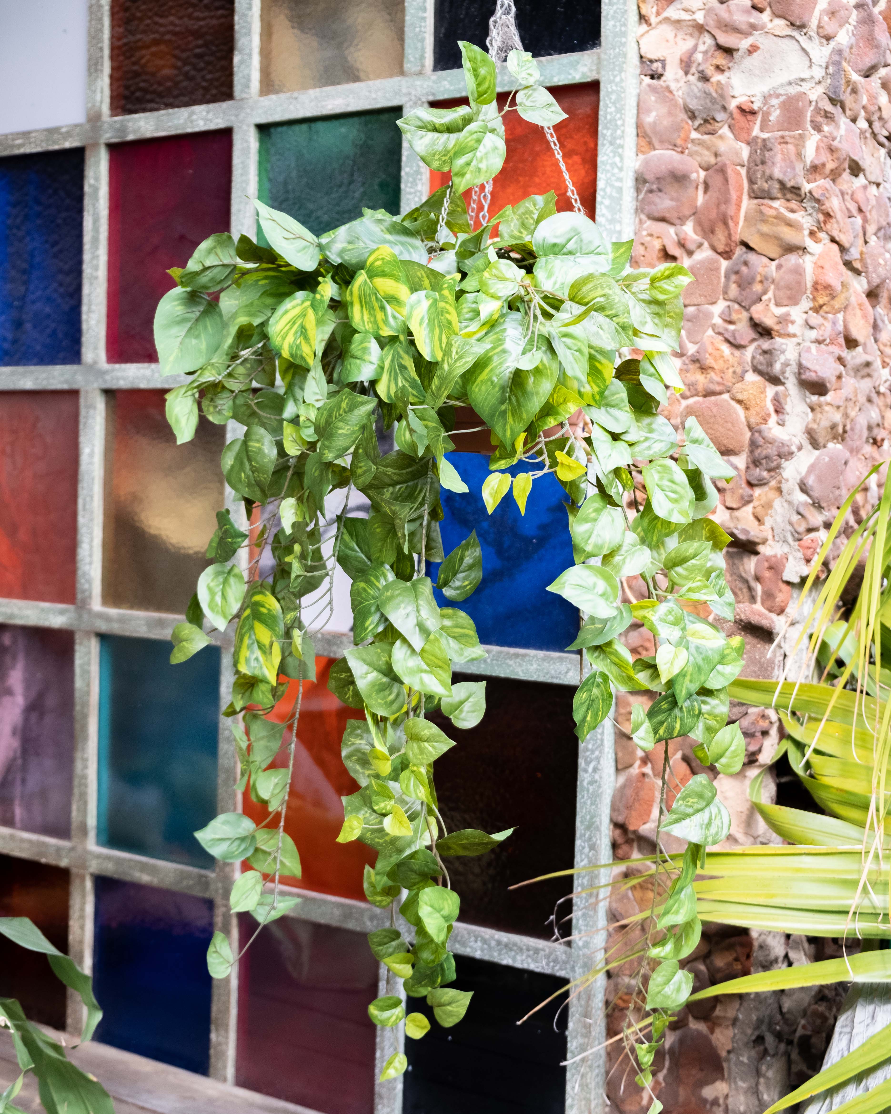 pothos hanging bush POTHOS HANGING BUSH 97CM