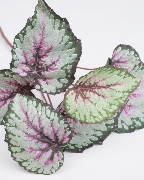 BEGONIA LEAVES SPRAY GREEN RED 60CM - 6544GRRD (Box of 12)