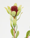 LEUCADENDRON SPRAY FLOCKED RED/GREEN - 6672 (Box of 12)