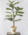 POTTED FIDDLE TREE 3' (91CM) - 6760