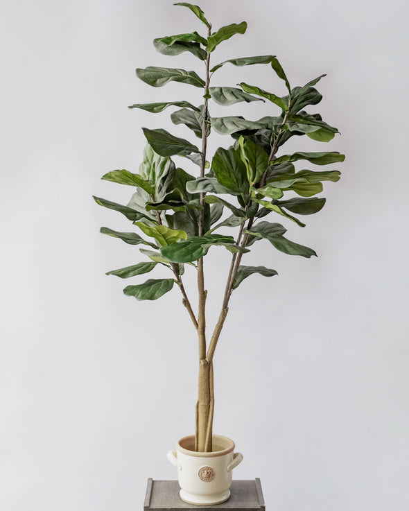 POTTED FIDDLE TREE 6' (182CM) - 6762