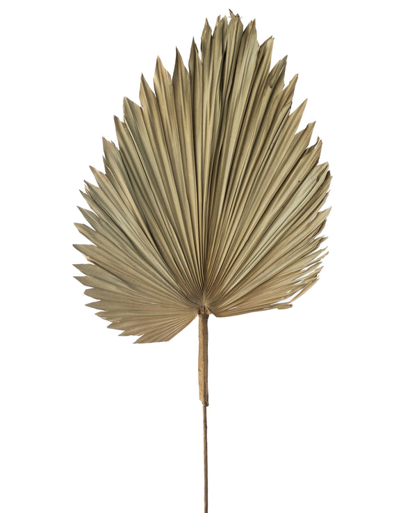NATURAL FAN PALM BEIGE 120CM - 6832BE  (Box of 12)