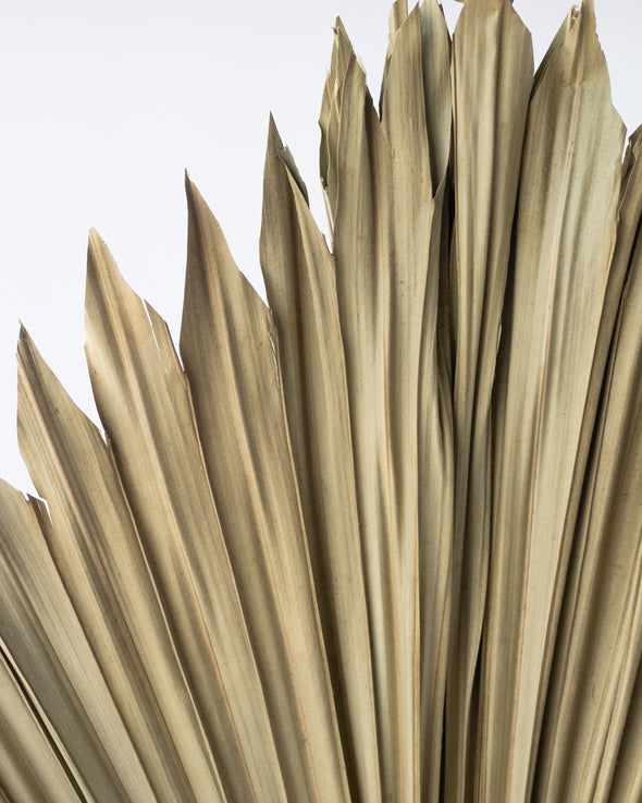 NATURAL FAN PALM BEIGE 120CM - 6832BE  (Box of 12)