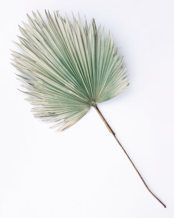 NATURAL FAN PALM GREY GREEN 120CM - 6832GYGR  (Box of 12)