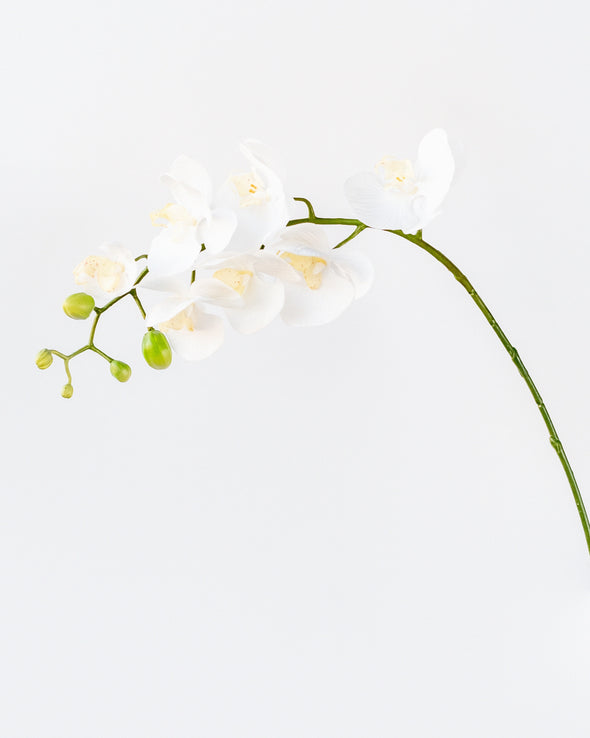 PHALAENOPSIS ORCHID WHITE 69CM - 6912WH (Box of 12)