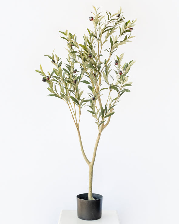 OLIVE TREE POTTED 120CM - 6913 (Box of 2)