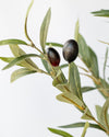 OLIVE TREE POTTED 150CM - 6914 (Box of 2)