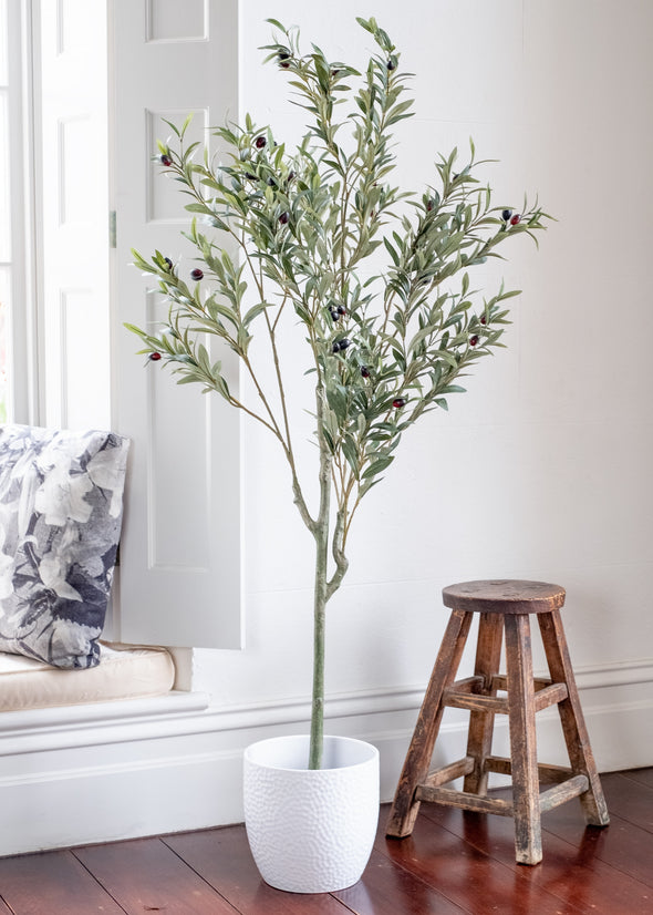 OLIVE TREE POTTED 150CM - 6914 (Box of 2)