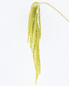 AMARANTHUS SPRAY GREEN 97.5cm - 6967GR (Box of 24)