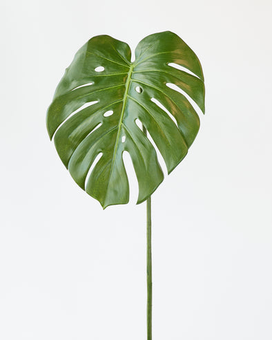 SPLIT PHILO DARK GREEN 60cm - 7007 (Box of 12)