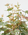 EUCALYPTUS WITH SEED BUSH GREEN/PINK 42CM - 7034 (Box of 12)